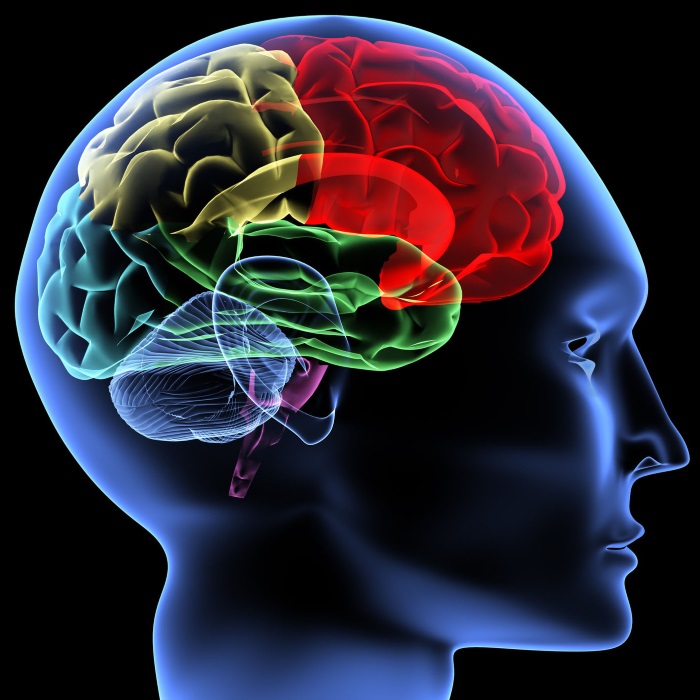 mente  estruturas de  linguagem   cérebro  memória   pensamento   corpo humano
